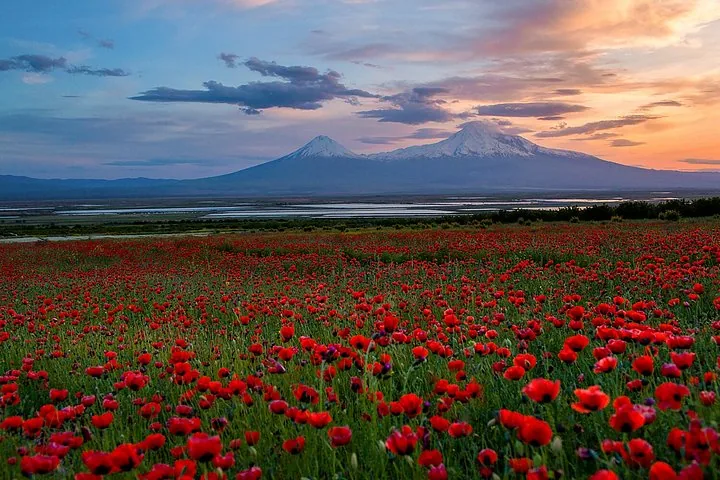 Feld mit roten Mohnblumen und dem Ararat im Hintergrund bei Sonnenuntergang